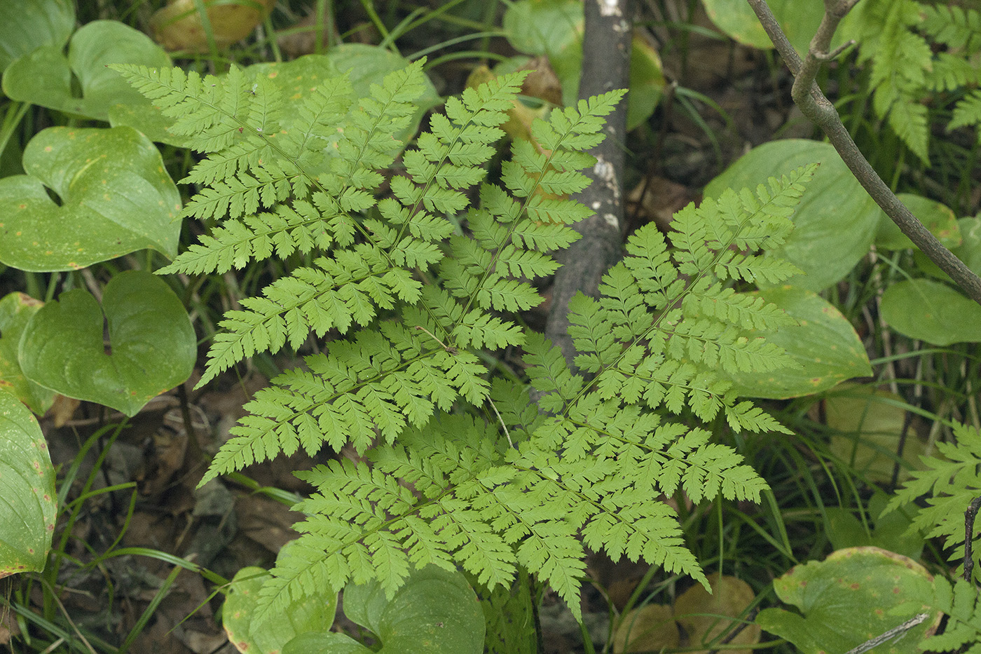 Изображение особи Dryopteris amurensis.