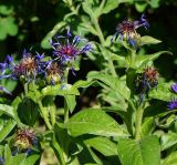 Centaurea montana