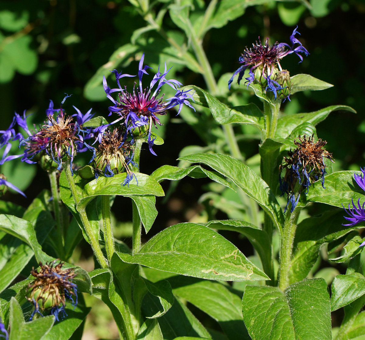 Изображение особи Centaurea montana.