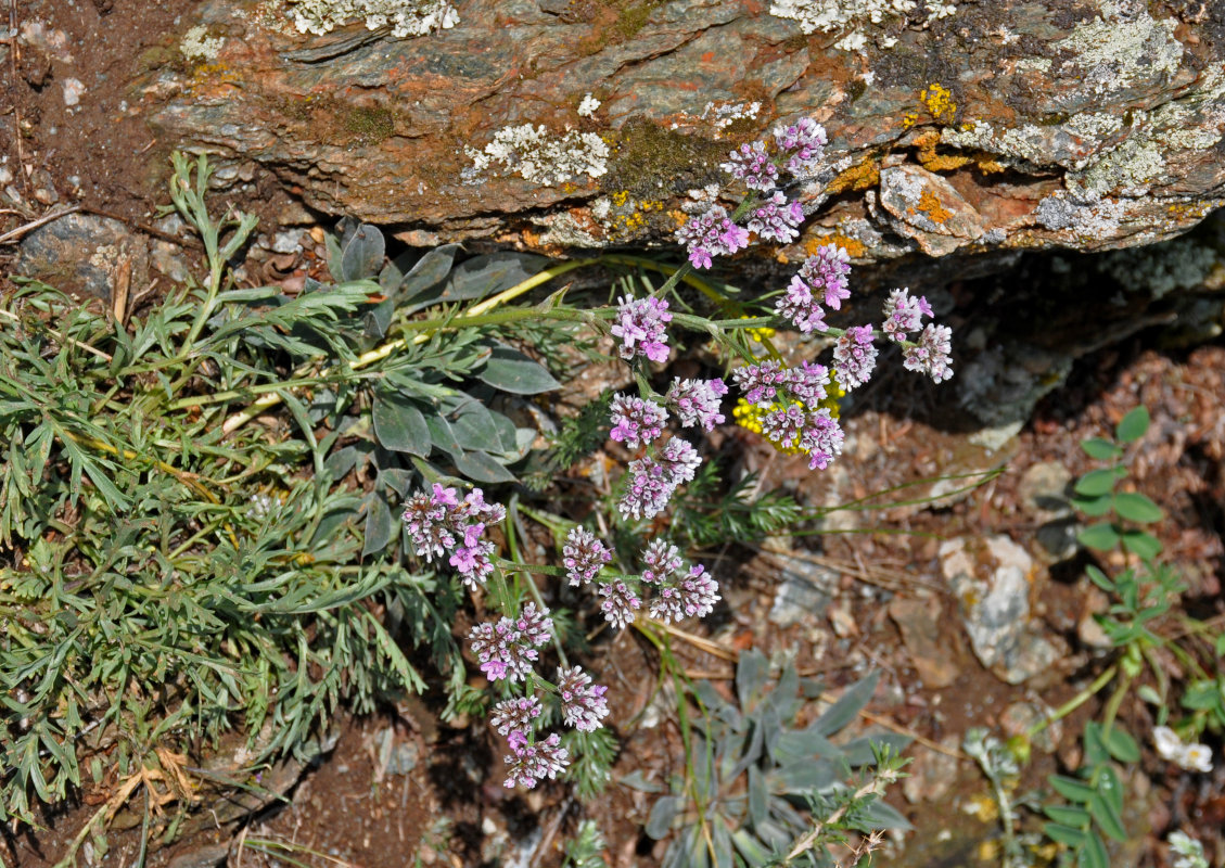 Image of Goniolimon speciosum specimen.