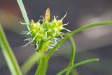 Carex bergrothii. Женские и мужское (вверху) соцветия. Кировская обл., Кирово-Чепецкий р-н, ур. Большое Каринское Болото. 20.08.2017.