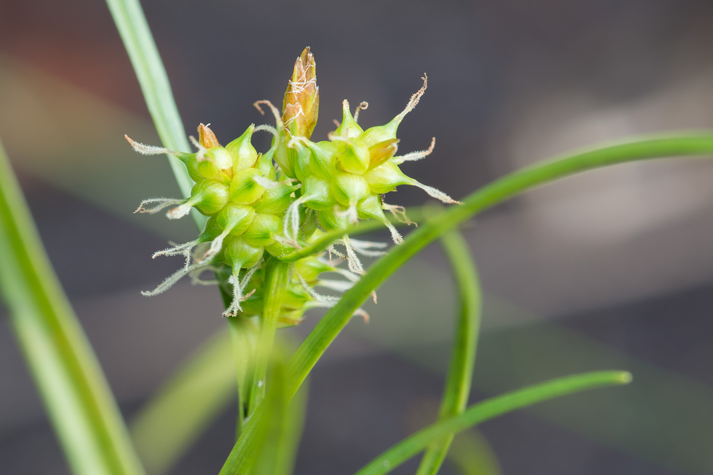 Image of Carex bergrothii specimen.