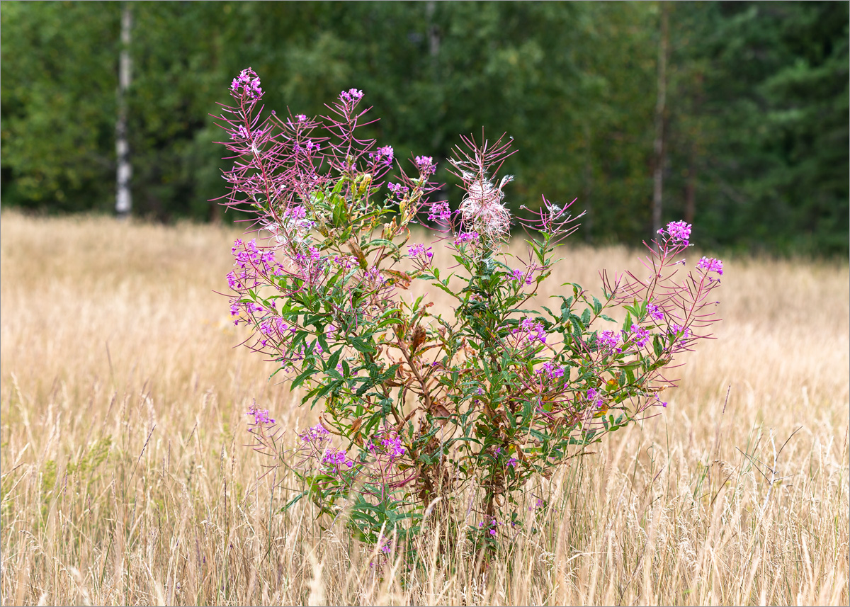 Image of Chamaenerion angustifolium specimen.