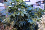 Fatsia japonica. Плодоносящее растение. Франция, регион Иль-де-Франс, г. Леваллуа-Перре, ул. Вилье (Rue de Villiers), в культуре. 24.02.2020.