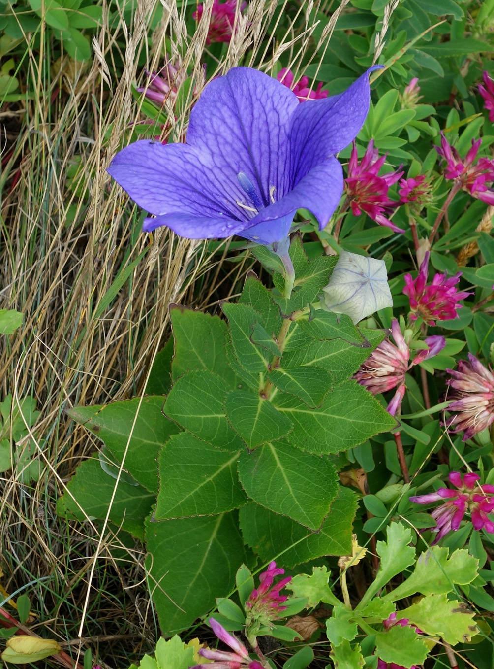 Изображение особи Platycodon grandiflorus.