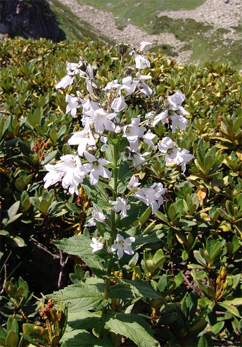 Изображение особи Gadellia lactiflora.