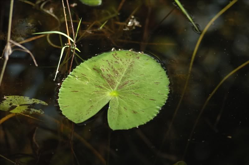 Изображение особи Nymphaea lotus.