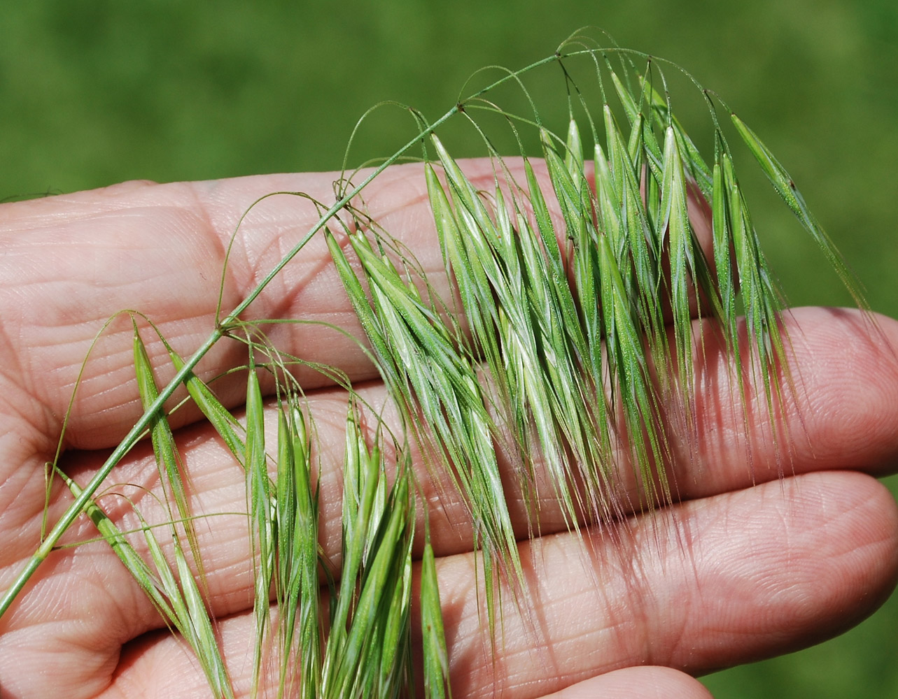 Изображение особи Anisantha tectorum.