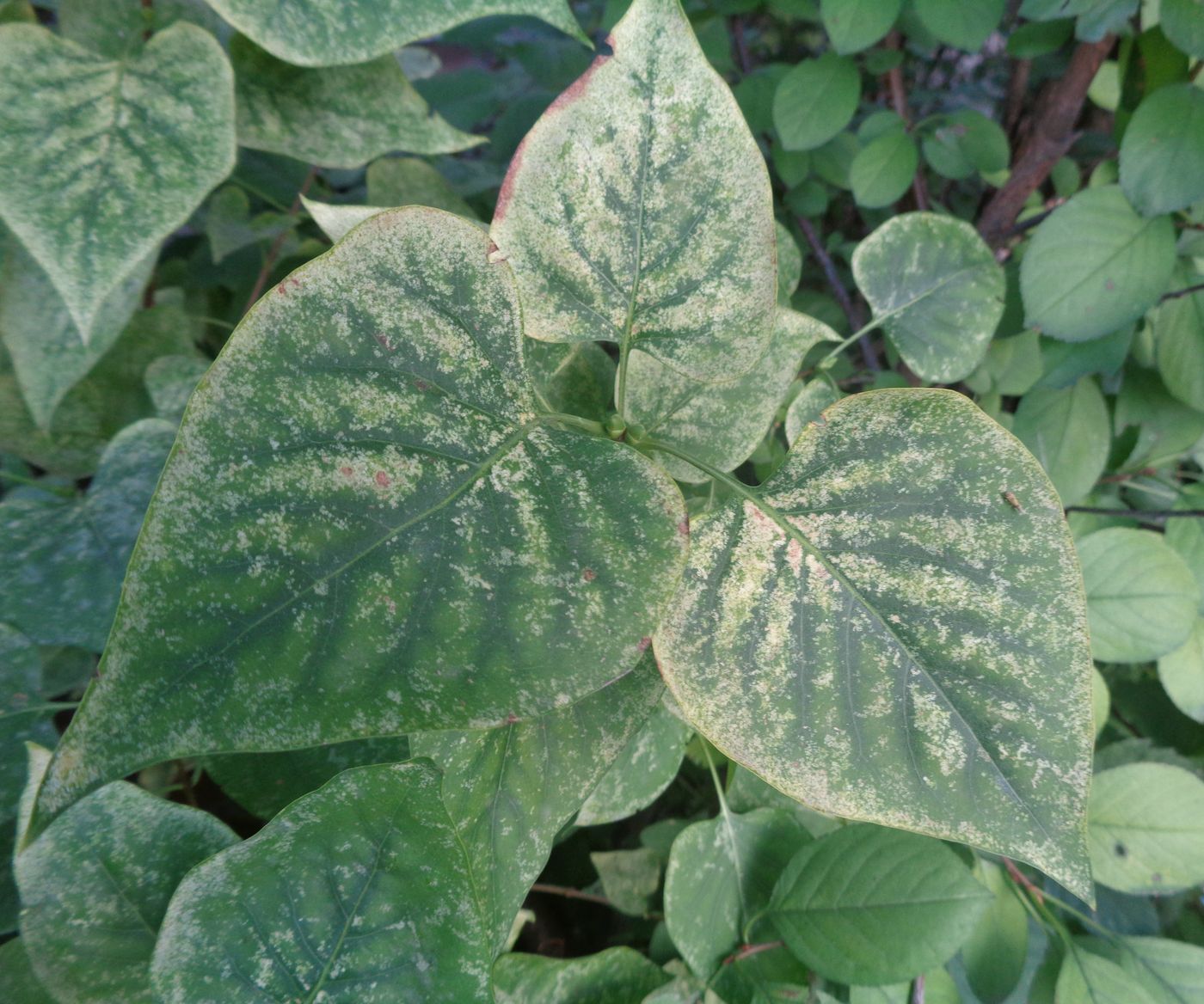 Image of Syringa vulgaris specimen.