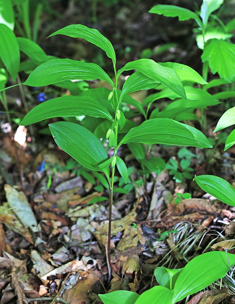 Image of Polygonatum desoulavyi specimen.