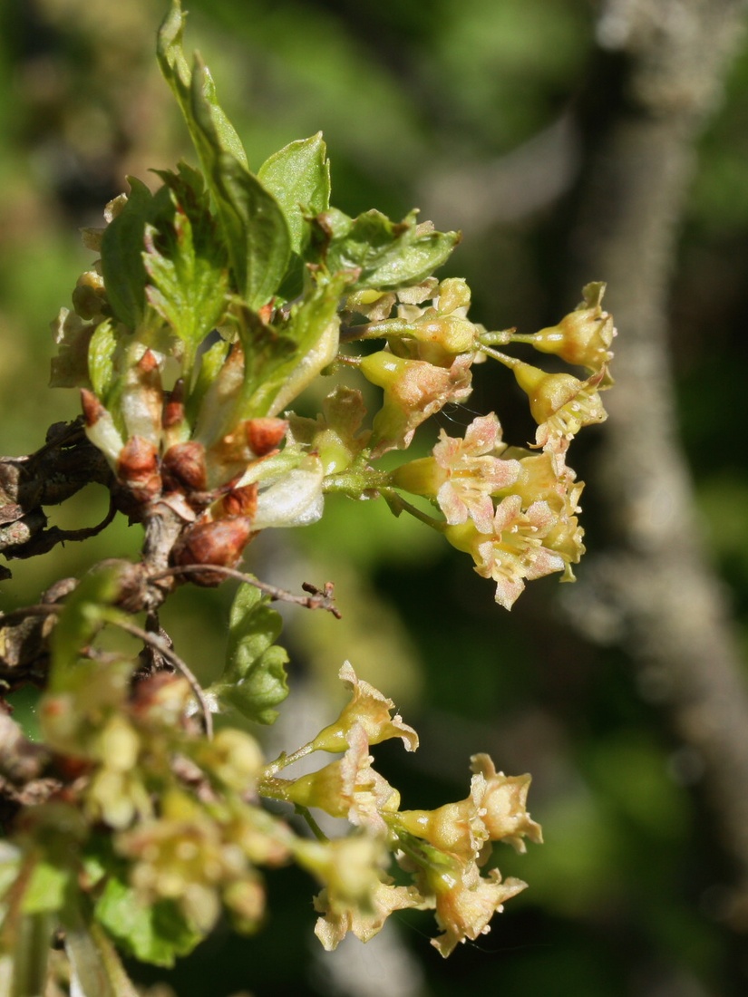 Изображение особи род Ribes.