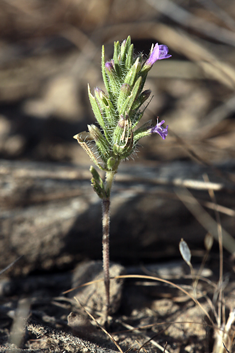 Image of Ziziphora tenuior specimen.