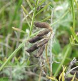 Vicia hirsuta. Соплодие со зреющими плодами. Краснодарский край, станица Шкуринская, сазовая степь под пастбищем. 16.06.2020.