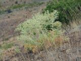 Eryngium campestre. Плодоносящее растение. Южный берег Крыма, окр. с. Морское, гора Чабан-Куле, каменистая степь с отдельно стоящими деревцами. 24.07.2019.