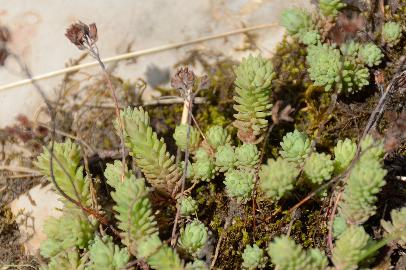 Image of Sedum tenellum specimen.