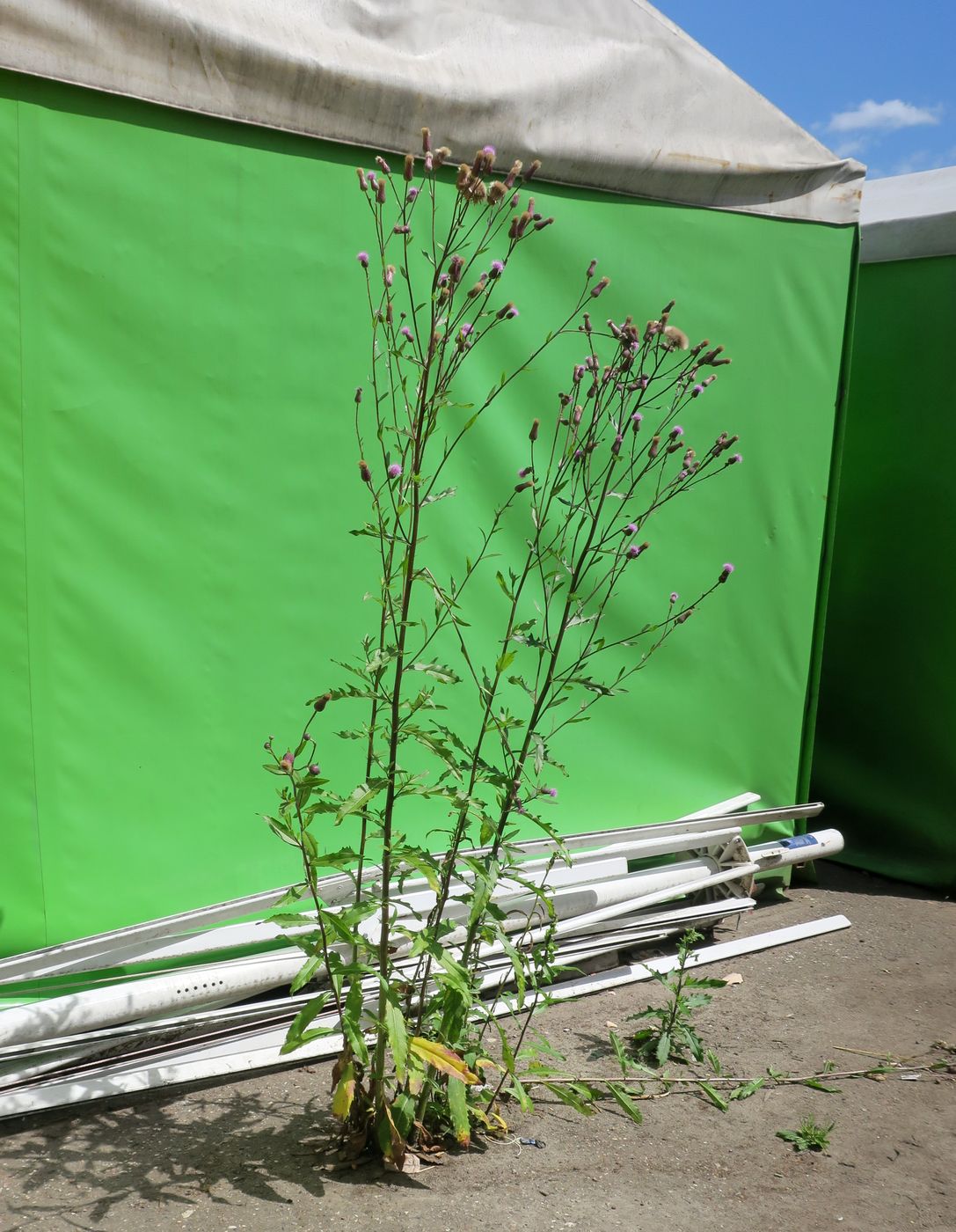 Image of Cirsium setosum specimen.