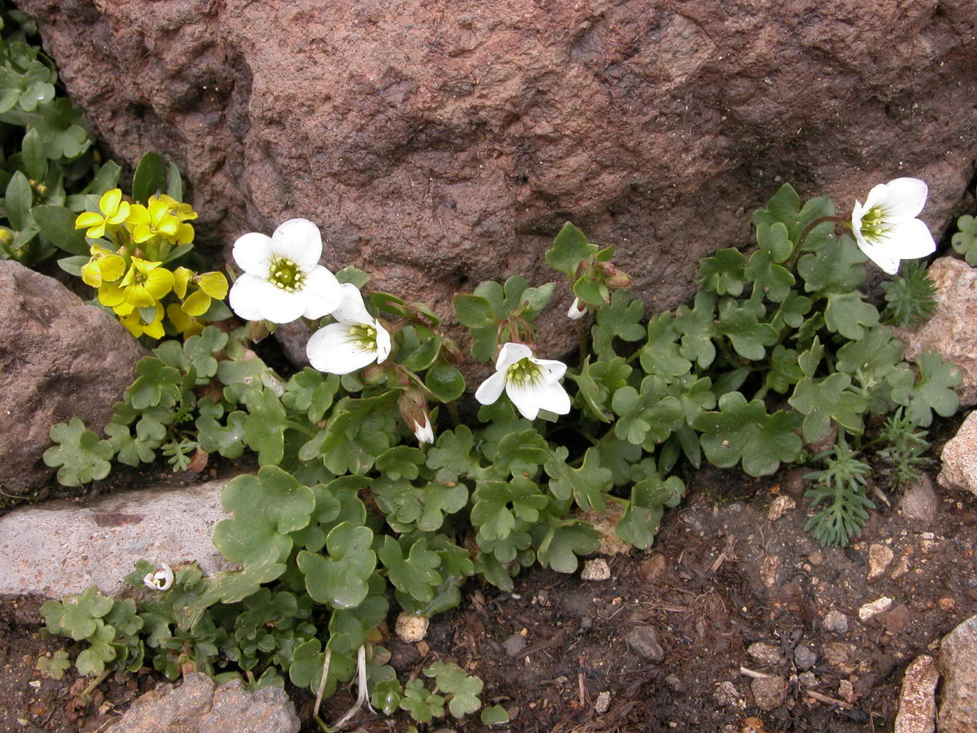 Изображение особи Saxifraga sibirica.