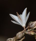 Chlorophytum saundersiae