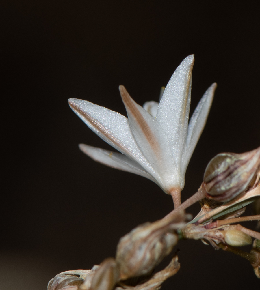 Изображение особи Chlorophytum saundersiae.