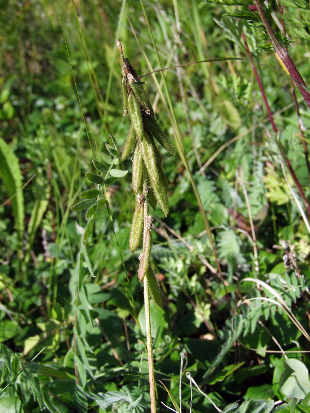 Изображение особи Oxytropis deflexa.