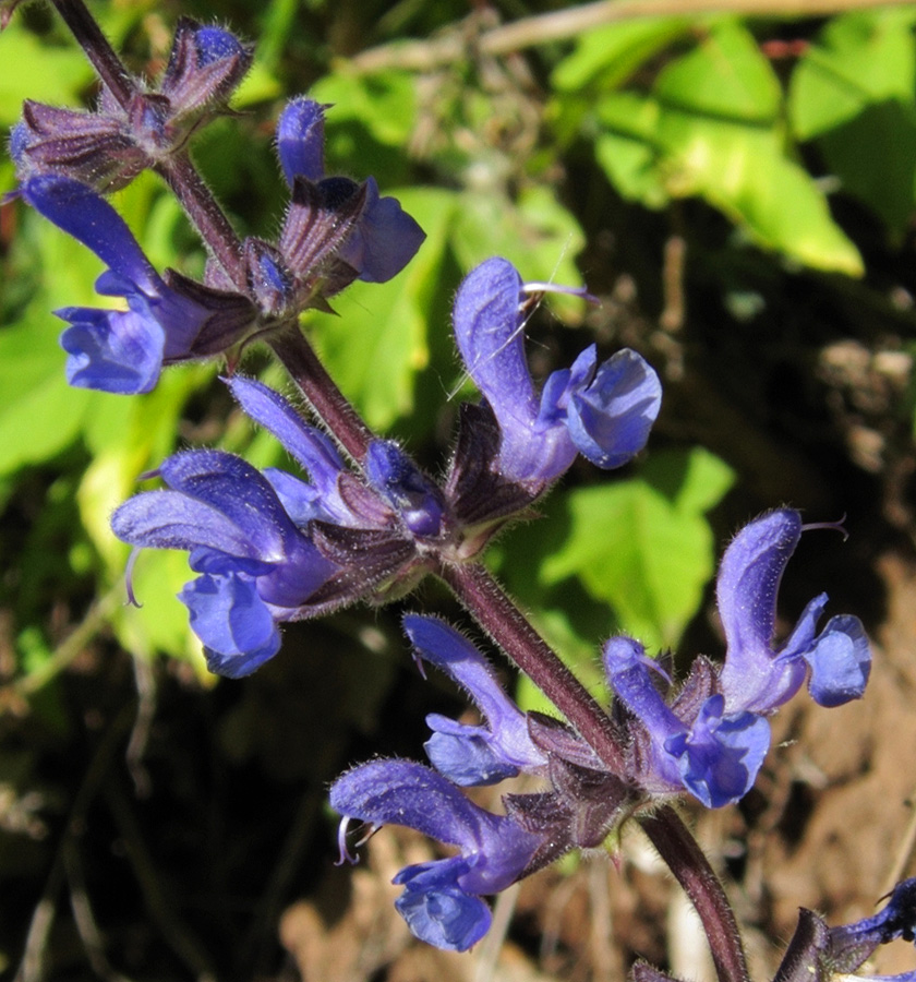 Изображение особи Salvia stepposa.