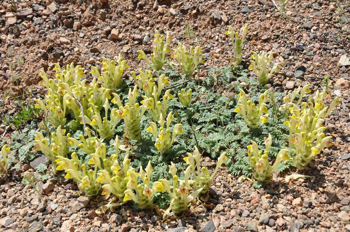 Изображение особи Scutellaria przewalskii.