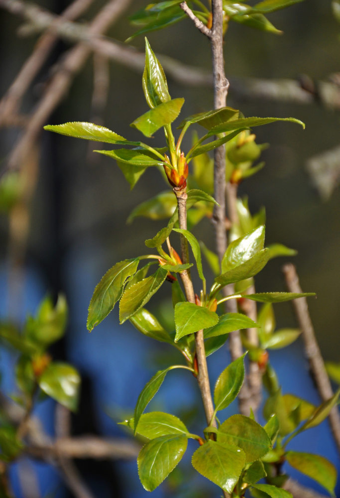 Изображение особи Populus &times; sibirica.