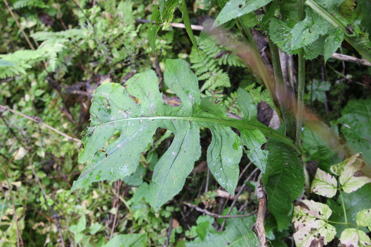 Image of Cirsium oleraceum specimen.