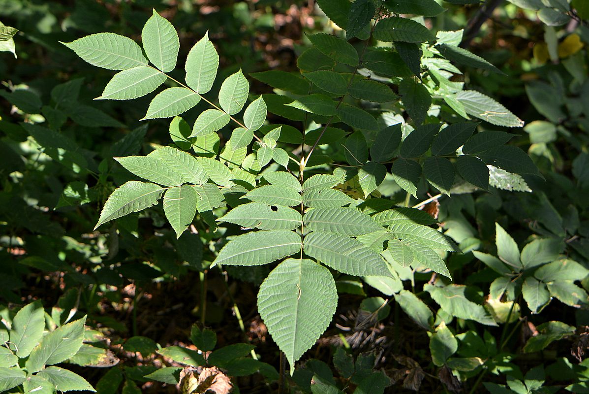 Image of genus Juglans specimen.