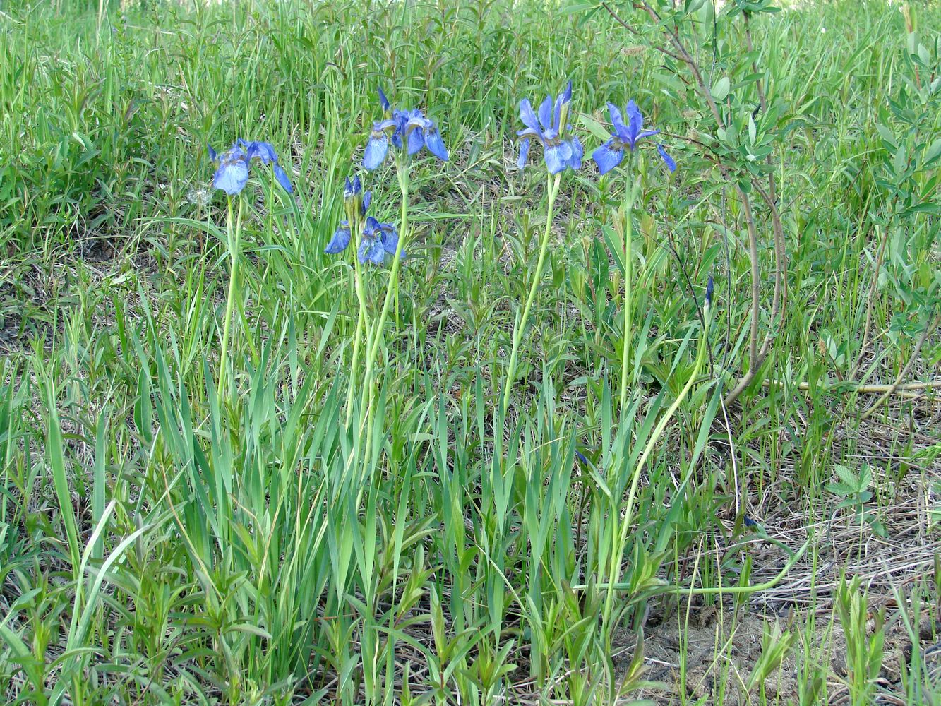 Image of Iris sanguinea specimen.