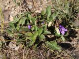 род Campanula