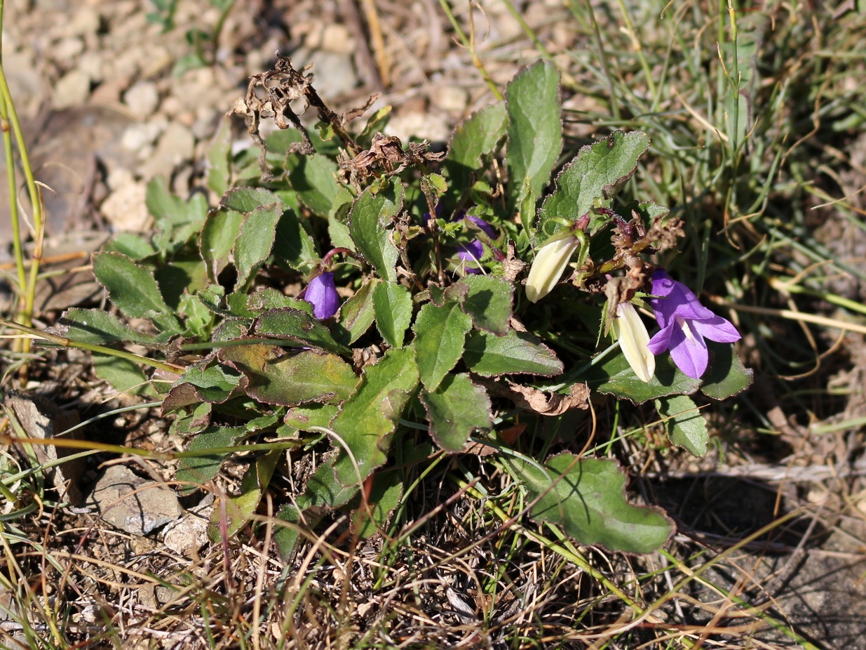 Изображение особи род Campanula.