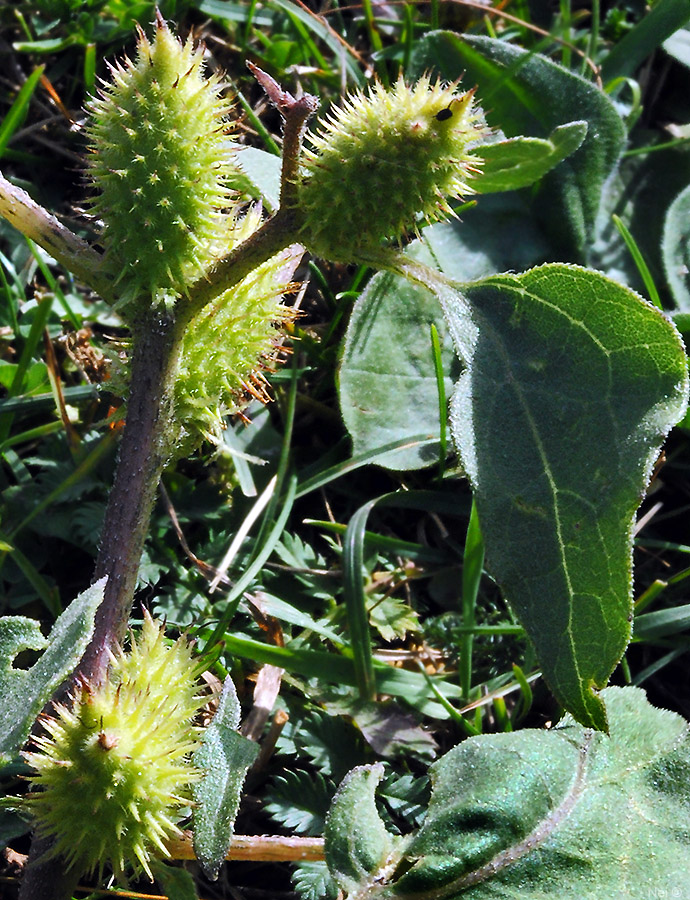 Image of Xanthium orientale specimen.