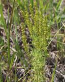 Veronica multifida. Верхушка плодоносящего растения. Саратовская обл., Хвалынский р-н, окр. г. Хвалынск, Хвалынский горнолыжный курорт, около подъёмника на учебной трассе, каменистая площадка с мергелисто-меловыми выходами. 18.06.2019.