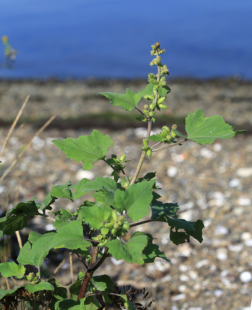 Image of Xanthium strumarium specimen.