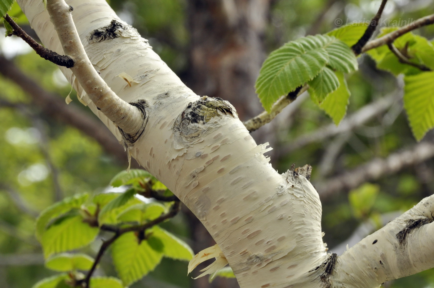 Изображение особи Betula lanata.