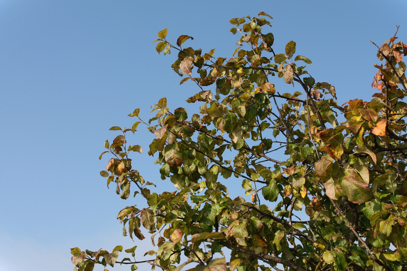 Изображение особи Malus domestica.