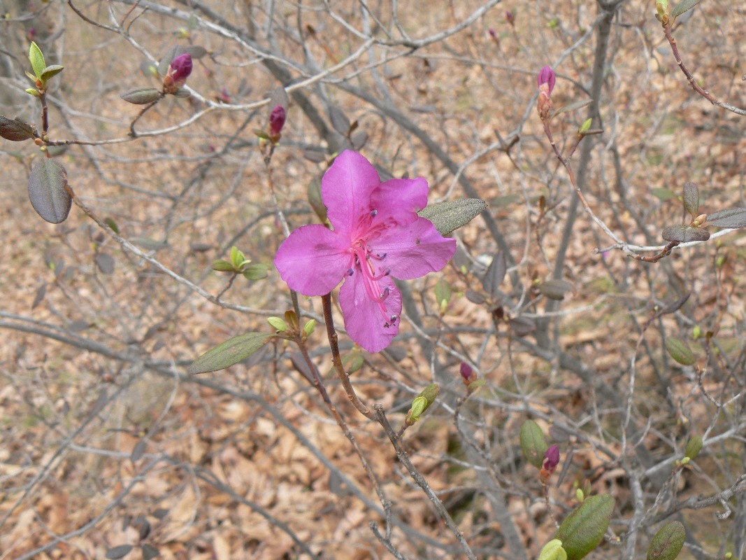 Image of Rhododendron dauricum specimen.