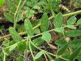 Astragalus cicer. Лист, поражённый ржавчинным грибом. Кабардино-Балкария, Эльбрусский р-н, окр. с. Нейтрино, ок. 1850 м н.у.м., каменистый склон. 09.07.2020.