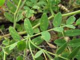 Astragalus cicer. Лист, поражённый ржавчинным грибом. Кабардино-Балкария, Эльбрусский р-н, окр. с. Нейтрино, ок. 1850 м н.у.м., каменистый склон. 09.07.2020.