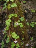 Cymbalaria longipes