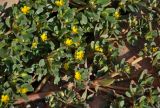 Portulaca oleracea. Верхушки побегов с цветками. Калмыкия, Черноземельский р-н, пос. Адык, во дворе дома. 20.08.2020.