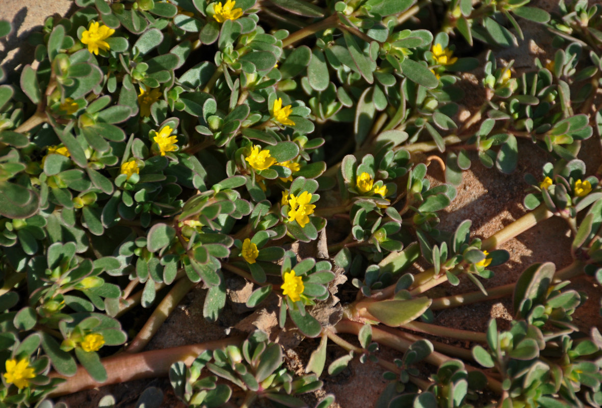 Изображение особи Portulaca oleracea.