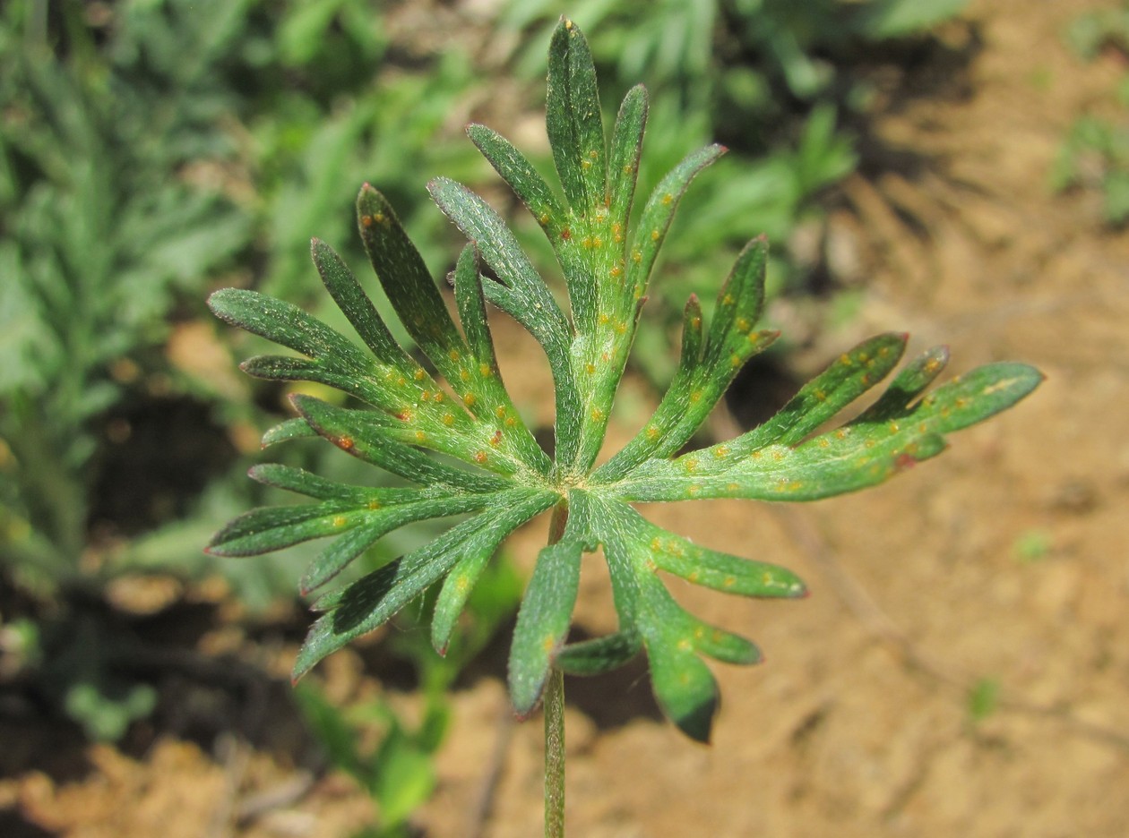 Изображение особи Geranium columbinum.