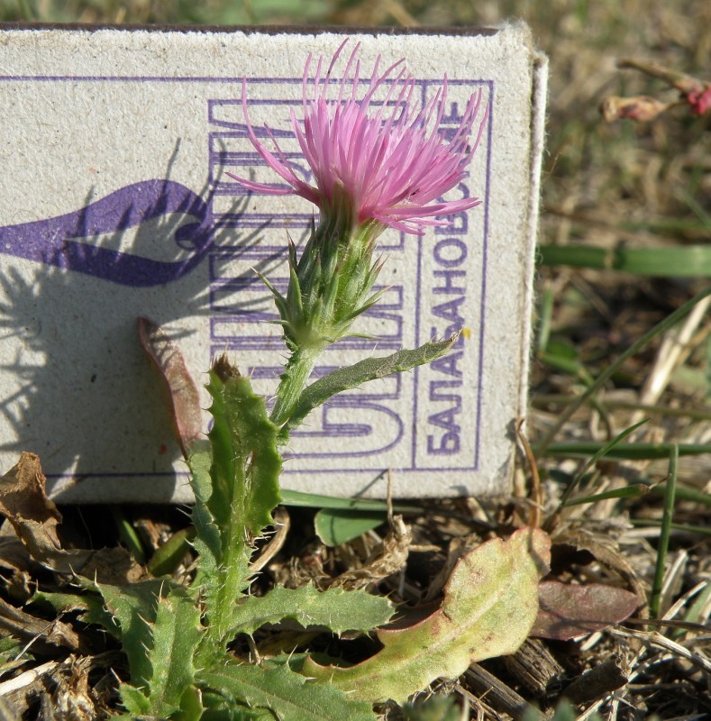 Image of Carduus acanthoides specimen.