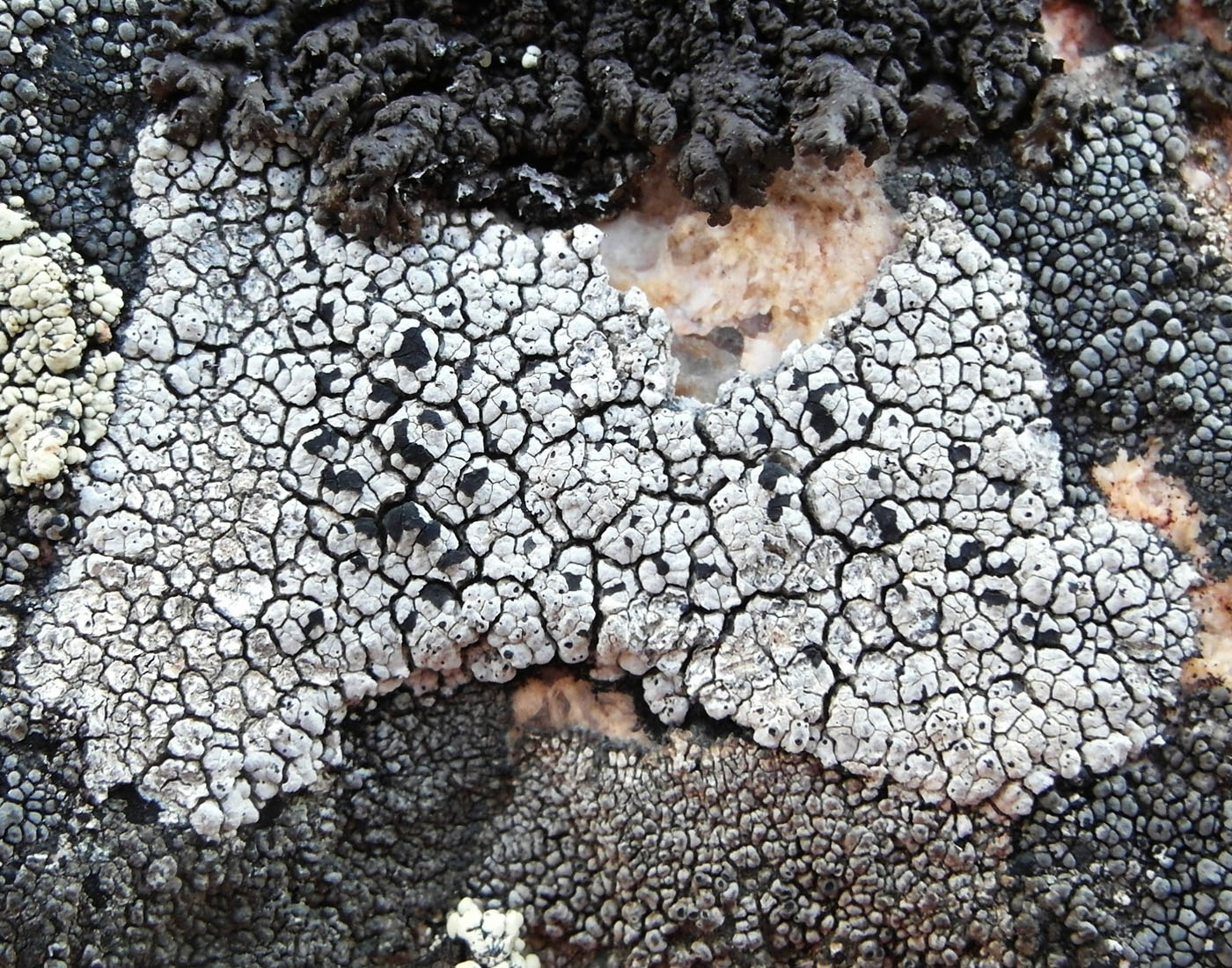 Image of Lecidea tessellata specimen.