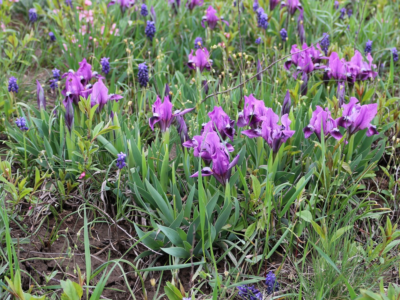 Image of Iris pumila specimen.