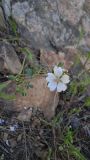 Geranium richardsonii