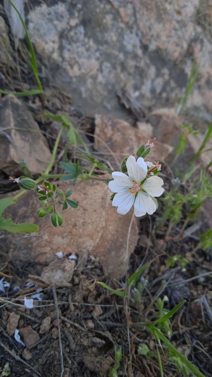 Image of Geranium richardsonii specimen.