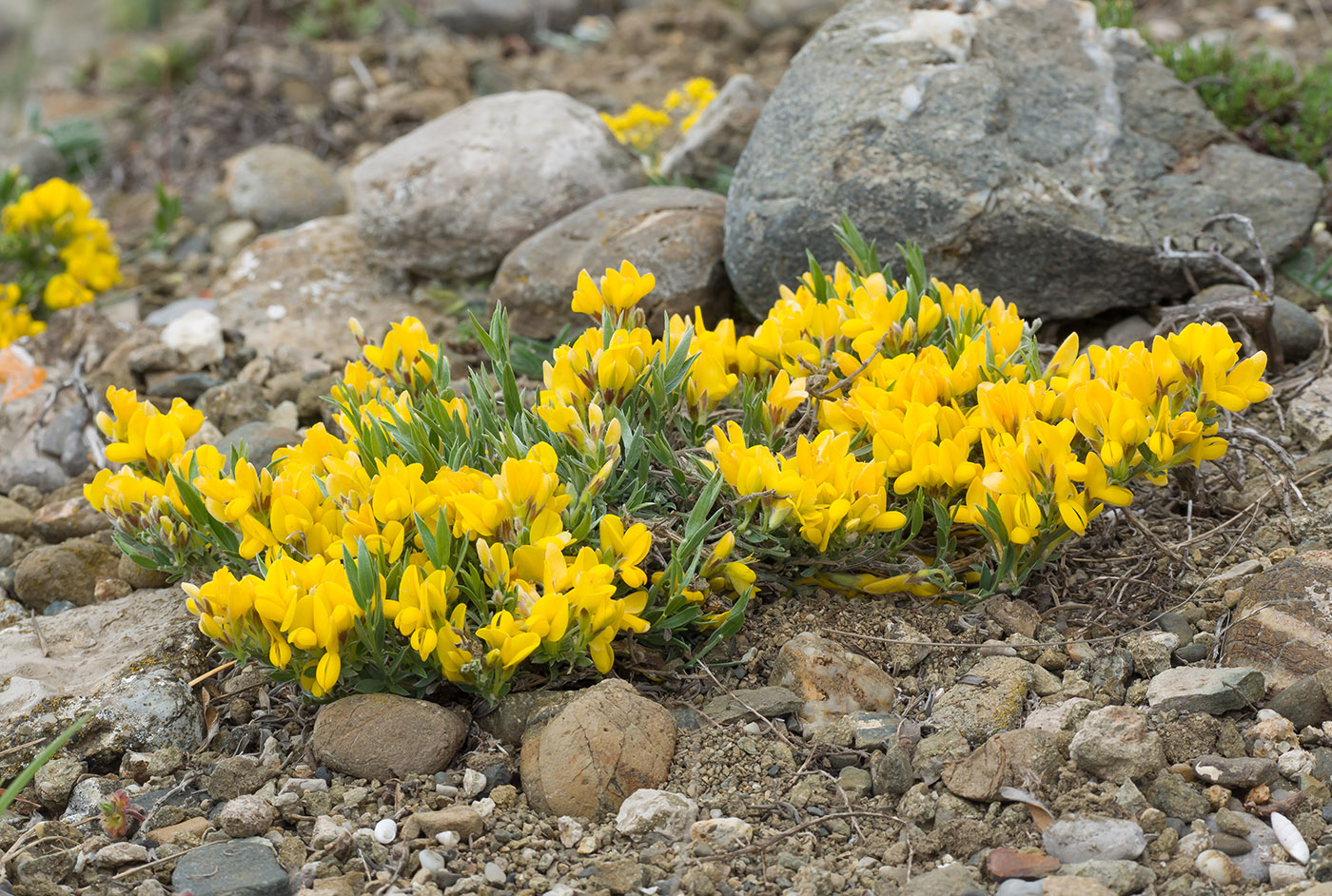Изображение особи Genista depressa.
